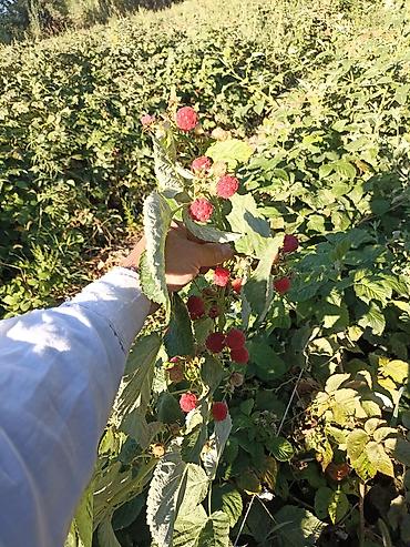 Продажа участков: 4500 соток — 7