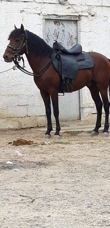 poni atlar v Azərbaycan | Kürklər: Dayca təzə minilib 3 yaşı var