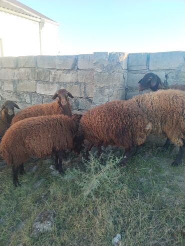 Qoyunlar, qoçlar: 9 baş qala cinsi quzular 3- ü erkək 6 sı Dişidir.öz Həyətimin — 4