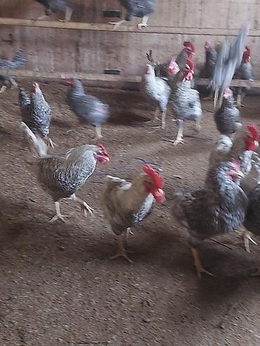 Kənd təsərrüfatı quşları: Növbənöv yerli ətlər və yumurta istehsalı üçün damazlıq toyuq və — 1
