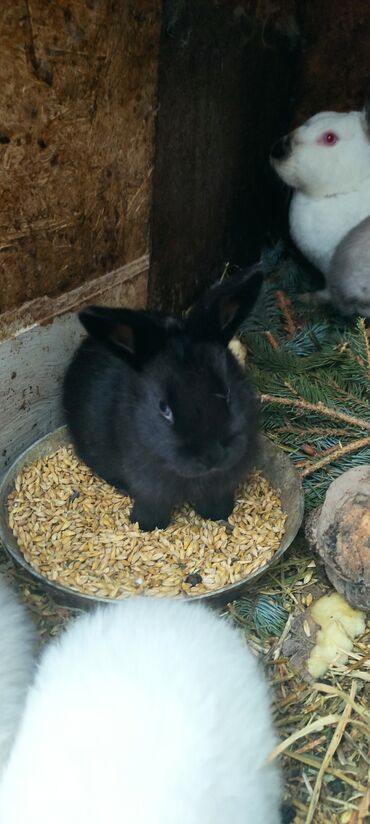 Кролики: Продаю | Крольчата | Калифорнийская, Новозеландская, НЗК | Для разведения — 4