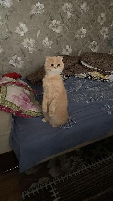 Кошки: Шотландская, Самец, Для вязки — 1