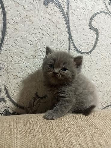 Pişiklər: Şotland yastı qulaq, Erkək, Ünvandan götürmə — 5