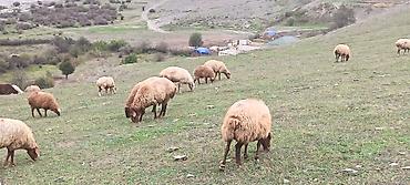 at sudu satisi: 50 baş qoyun satılır 2 qoç 48 qoyun cavan heyvanlardır çoxusu boğazdır — 2