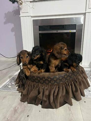 Psi: Dugodlaki patuljasti jazavičari štenci Dugodlaki patuljasti — 4