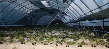 Теплицы: Прочный каркас для теплицы из металла. Конструкция состоит из арок — 2