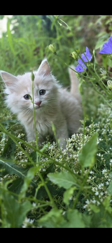 шотландская длинношерстная кошка: Кошка даром: Беспородная, 2 месяца, Мальчик, Приучена к лотку, Проглистована