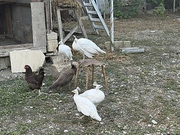 Tovuz quşları: Tovuzquşu balaları - Ağcabədi rayonunda yerləşir. - cütü 150 azndir -da lalafo.az — 12 Tovuz quşları: Tovuzquşu balaları - Ağcabədi rayonunda yerləşir. - cütü 150 azndir — 12