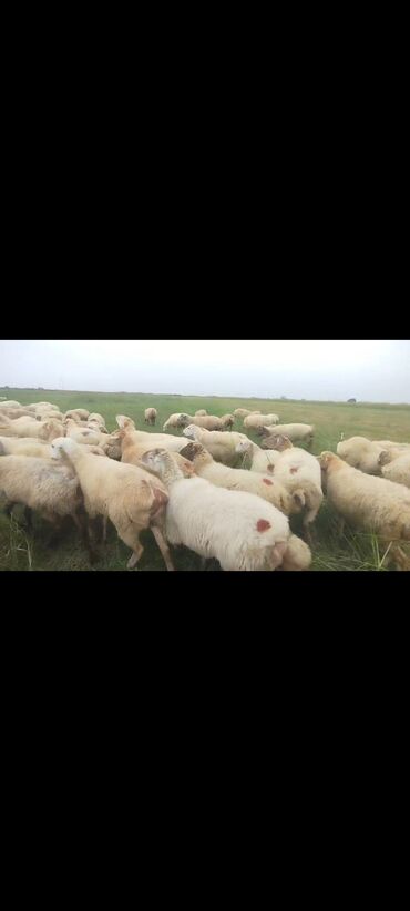 Qoyunlar, qoçlar: Dişi, il: 1, 50 kq, Damazlıq, Ünvandan götürmə — 7