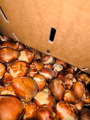 Тюльпан: Платная доставка, Самовывоз — 5