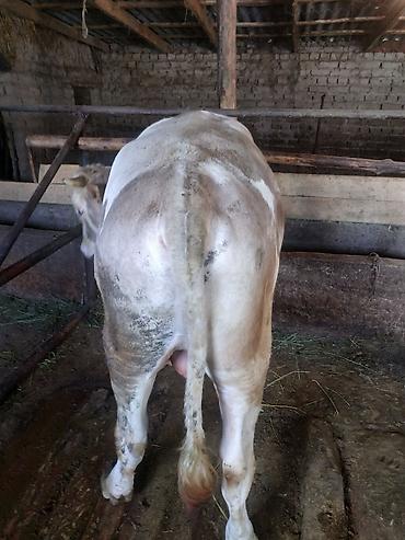 Коровы, быки: Продаю | Бык (самец) | На откорм, На забой, Для разведения — 6