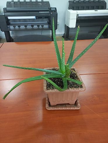 Otaq bitkiləri: Aloe Vera saksı bitkisi - Bitki: Aloe vera (sulu bitki) - Qab — 2