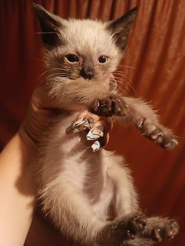 кошки бишкек купить: Котёнок с колор-пойнт окрасом (типа сиамского). Короткая светлая — 1