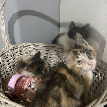 животные коты: Отдам котят в хорошие руки. Игривые, приучены к лотку