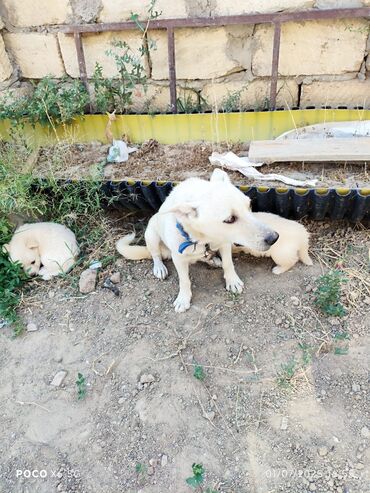 sibir xaskisi iti: Pekines, 2 ay, Erkek, Ünvandan götürmə