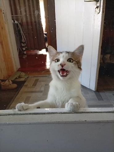 Отдам даром кошку: Домашняя кошка с пушистым хвостом - Окрас: бело-табби (белая грудь и — 3