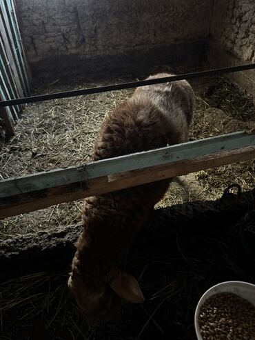 Бараны, овцы: Продаю | Овца (самка), Баран (самец) | Арашан — 7