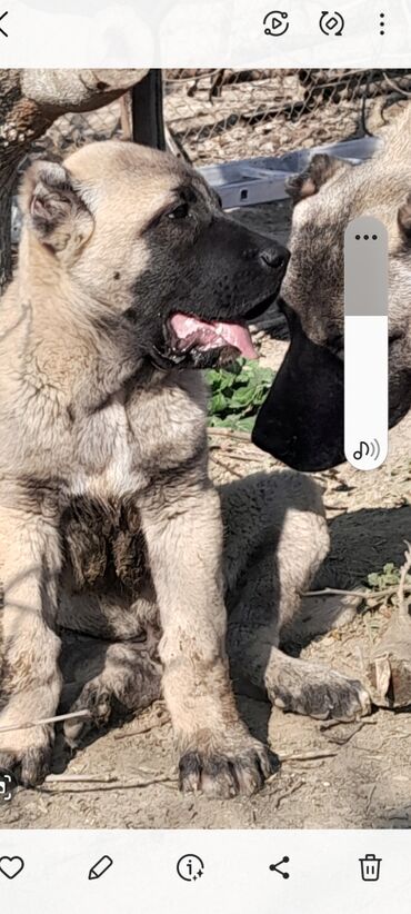 İtlər: Kanqal, 1 ay, Erkek, Peyvəndli, Ünvandan götürmə