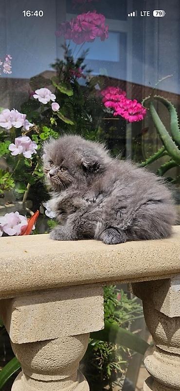 Кошки: Шотландская вислоухая — 1