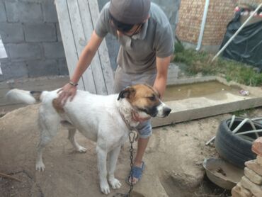 Продажа собак: Алабай, 1 год, Самец, С прививкой