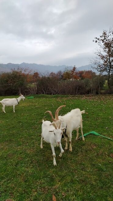 Keçi, çəpiş: Sanen safqan Südlük-törədici keçilər - Cins: ağ rəngli yerli/saanen — 6