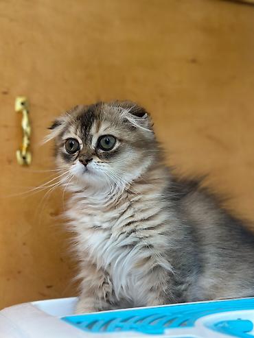 Кошки: Шотландская — 7