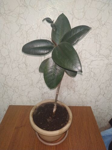 офисные растения: Фикус Черный принц, очень красивое растение недорого