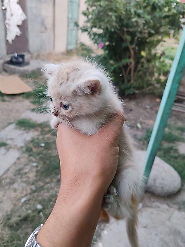 манчкины котята: Котята, короткошёрстные, возраст примерно 4–6 недель. Окрас: - светлый — 2