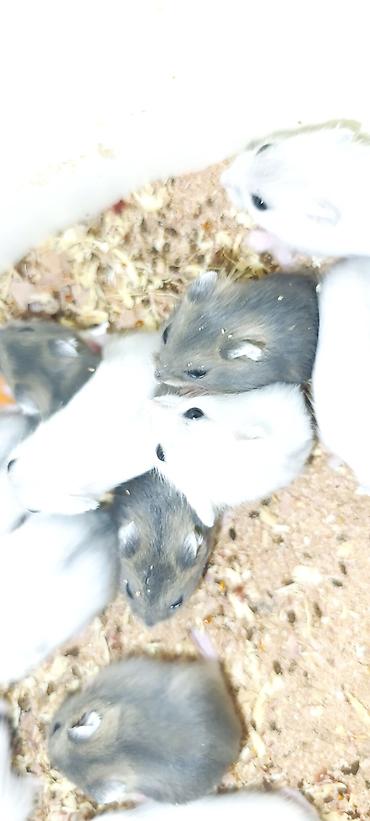 Gəmiricilər: Yeni 2mərtəbəli qəfəs 2xomyak ağ və boz🐭 qəfəsin içində Fırlanan çarxı — 8