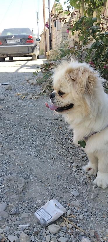 heyvan it: Pekines — 1