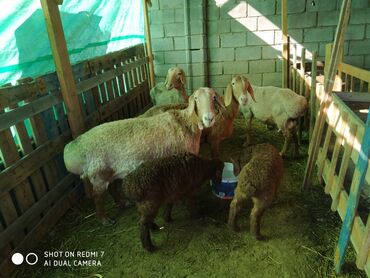 романовская порода овец купить: Продаю | Овца (самка) | Для разведения | Племенные