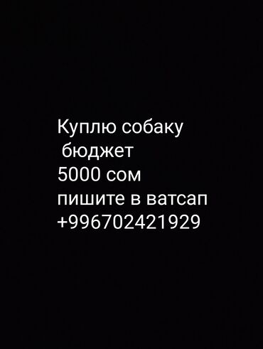 Продажа собак: 7 месяцев, Самец, С прививкой