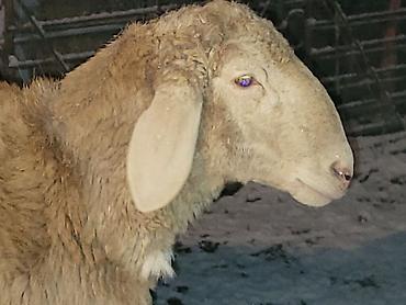 Баран, овца: Продаю | Баран (самец) | Арашан | Для разведения | Осеменитель — 10