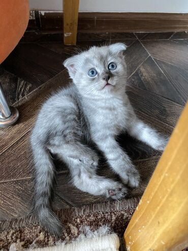 бее сатылат: Скотиш Фолд (Шотландиялык шалпаң кулак), 2 айлык, Эркек, Боз, Лотокко барууга үйрөтүлгөн
