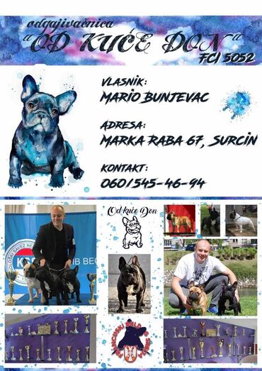 Psi: Odgajivačnica francuskih buldoga "Od kuce don" predstavlja leglo na — 12