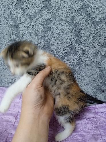 кошки бишкек: Шатланска вислоухая. Котёнок трёхцветной окраски (черепаховый с — 1