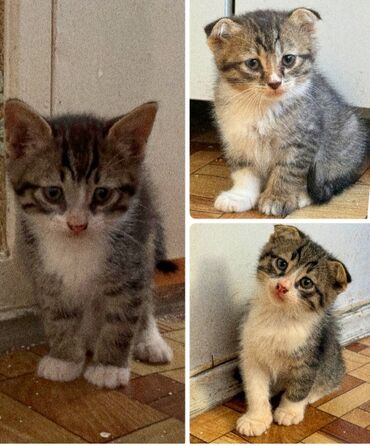 шотландский вислоухий кот рыжий: Шотландская