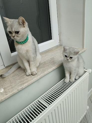 pisi: Qızıl şinşilla, Erkək, Yaxşı əllərə — 3