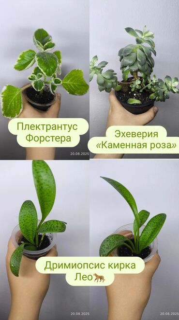 садовые качели фото цены: Продаю комнатные растения, цветы . Цены Разные❗🪴 традесканция