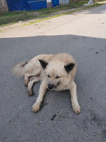 balaca ag itlər: 3 il, Erkək — 1