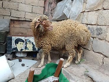 akvarium balaca: Erkək, il: 8, 44 kq, Damazlıq, Ödənişli çatdırılma — 2