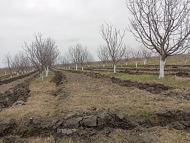1həktar torpaq sahəsidir, 78sotunun sənədi var .Torpaq gilas