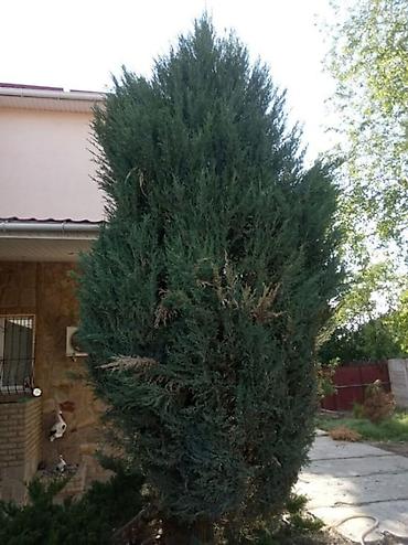 Другие товары для дома и сада: Услуги Садовника Стрижка живой изгороди Уборка дикой травы Покос at lalafo.kg — 25 Другие товары для дома и сада: Услуги Садовника Стрижка живой изгороди Уборка дикой травы Покос — 25