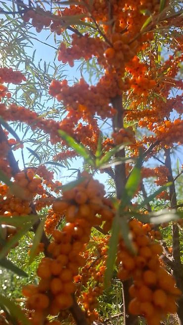 Семена и саженцы: Саженцы ягодных культур из питомника. - Облепиха (Hippophae — 1
