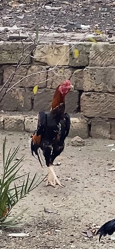 brama cucə: Xoruz, Heyratı, il: 2, Ünvandan götürmə, Ödənişli çatdırılma — 1