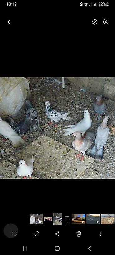 serebrist toyuqlar satılır: Məhsul: Ev göyərçinləri qrupu Təsvir: - Rəng çeşidi: ağ, boz, qara-ağ — 3