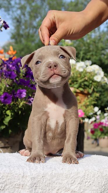 Продажа собак: Американский булли, 2 месяца, Самец — 14