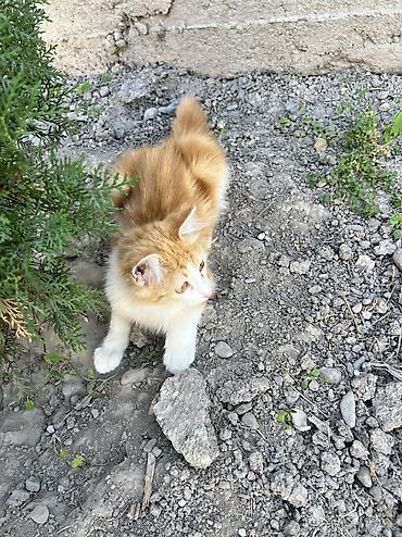 беде тук сатам: Беспородная, 5 месяцев, Мальчик, Биколор, Приучена к лотку — 6