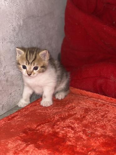 кой союшка: Шотландские вислоухие котята (Scottish Fold) Все мальчики - Окрас — 6