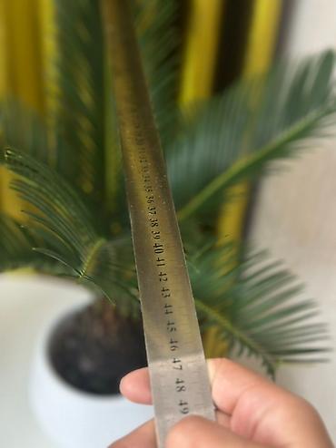 Комнатные растения: 🌿 Сатылат! Кооз декоративдүү өсүмдүк – сикас (Sago Palm) 🌿 Интерьерди — 4